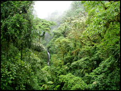 forêt tropicale, Costa Rica
